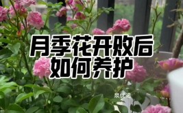 拍条视频雨后的月季如何去养护