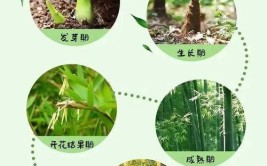 种植竹子的季节要来了它应该如何养护一起来看看吧