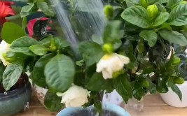 室内植物多久浇水一次按照时间表浇水植物很容易黄叶枯萎