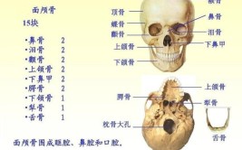 颚骨在哪里