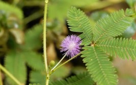 舒香门第认百草识杂草有效养护沉香苗木