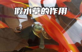 论养龟环境假水草是太LOW还是真实用