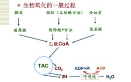 生物氧化的方式是哪几种