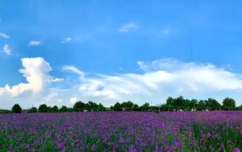 解锁花海之谜：一场未知而惊艳的旅程(花海雪域之谜费用仙境)