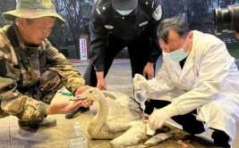 小天鹅受伤落入村民院中 警民联手救助(村民野生动物救助纳入重点保护)