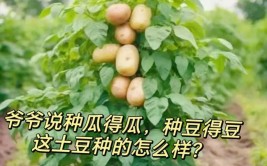 种瓜得瓜种豆得豆全诗翻译