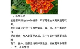 孔雀草园艺明珠的养护秘诀与四季变幻的魅力