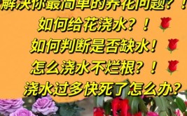 为什么户外的花只等下雨也活的很好养花浇水一定要注意这几点