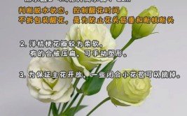 教你几招养花技巧新手不再担心把花养死太棒啦