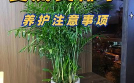 夏威夷椰子的室内种植之道功能养护与植物伴侣