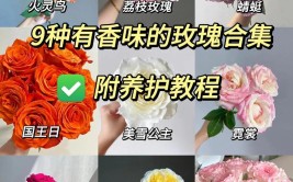 玫瑰花怎么养护玫瑰花的养护方法和注意事项值得收藏