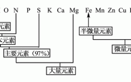 细胞中的元素以什么形式存在