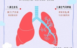 护肺部健康应做好哪些事多吃4物远离3物或可滋阴润肺