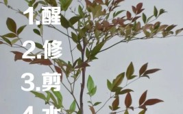 南天竹如何种植和养护