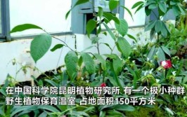 这150平的房间里装了120余种珍稀植物