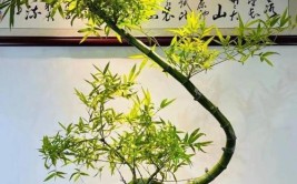 不可居无竹用竹根种一盆创意和文艺的绿植吧｜园丁DIY