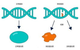 基因突变会引起什么病