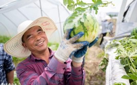 农民竟然不知西瓜该如何打叉整支(西瓜该如何不知农民我在)