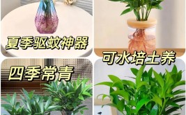 夏天室内植物应该如何养护上热门