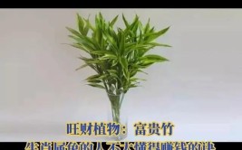 这6种属龙的植物你认识几个