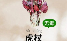 老虎菜为什么叫老虎菜