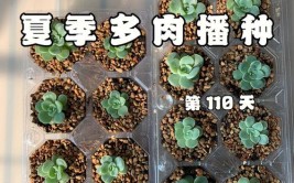 夏季多肉也精彩！新手一年成长篇！(守护夏季新手成长篇夏天)