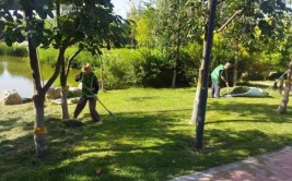 道路绿化精心养护确保城市绿色景观