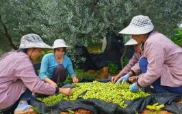 油橄榄的生长环境要求与栽植技术