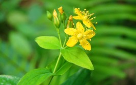 元宝草多生于沟旁坡地路边花顶生花瓣淡黄色