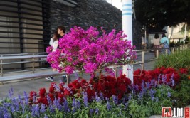 网红花景大道扮靓海滨栈道 鲜花绿植助力盐值提升