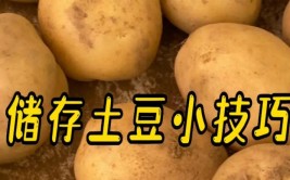 新土豆如何保存方法