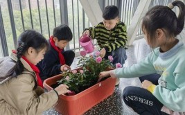 爱上劳动课⑦种药苗识百草无锡市春城实验小学灵草园开园啦