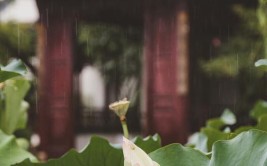 在苏州这座植物园追一场春雨