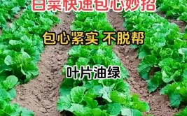 大白菜收获期临近采收前怎样让它加快包心长成紧实叶球