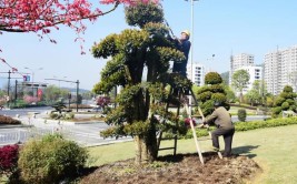 甘井子区“精修”重点路街园林树木(修剪树木子区园林园林绿化)