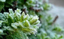 看到花友的植物大规模冻伤心疼呀这些花卉防寒技巧赶紧学习