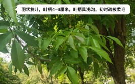 白蜡树如何种植和养护