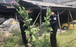 请立即报警 | 云县警方开展街头小广告排查、清理工作(小广告张贴喷漆排查请立即)