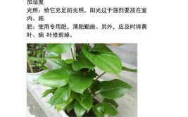 如果你养着大型绿植想要不落叶不黄叶把这4点做好