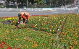 市政园林的时令花卉如何养护