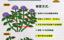 花艺技巧｜花材的养护与修剪