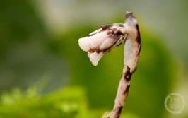 酉阳发现国家近危级珍稀植物水晶兰近年来珍稀植