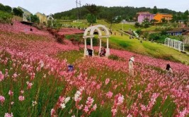 「花开广元」广元各地花海齐绽放 暖风拂面春意浓(花海赏花花开绽放拂面)