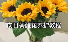 收到鲜花后这样保养美丽的花儿还能再开两个星期