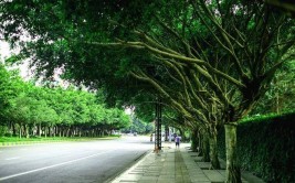 成都市最美街道——青白江区“红阳路”(青白红阳游园最美街道)