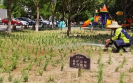 朝阳小红门乡鸿博家园社区补种绿植迎盛夏