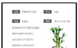 办公室植物租赁必读如何避免陷阱选对植物