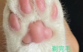 你给猫剃过jio毛吗？(猫咪你给护垫脚掌医生)