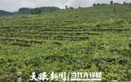 来安县舜山镇：为产业发展安装“保险锁”-24H(贫困户理赔山镇全国种植业)