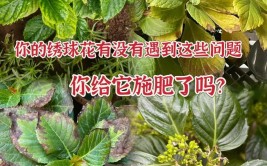 养花时分清植物缺乏哪种肥料黄叶及时用这种肥快速恢复翠绿